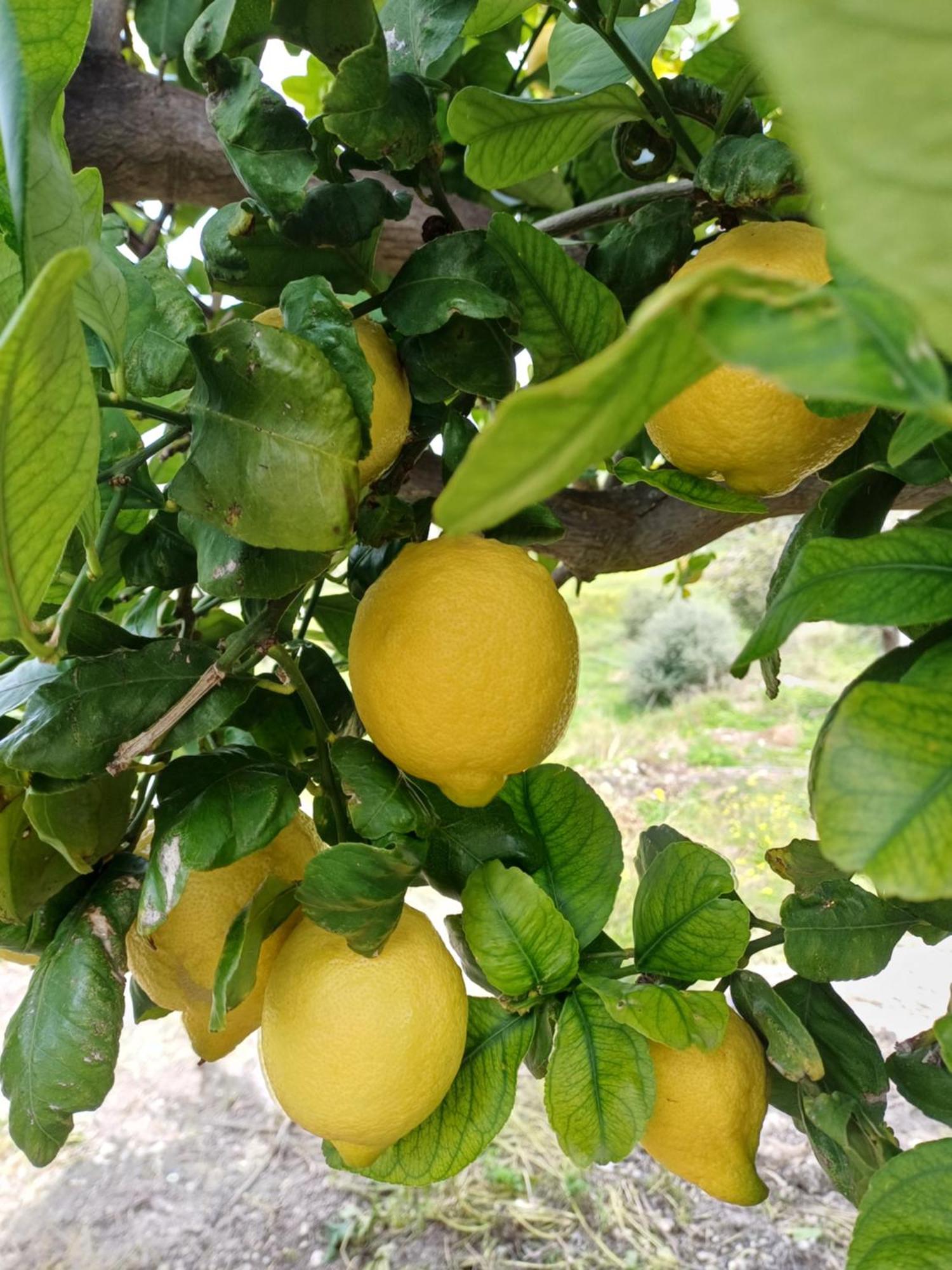 Masseria Torre Saracena Agrigento Eksteriør billede